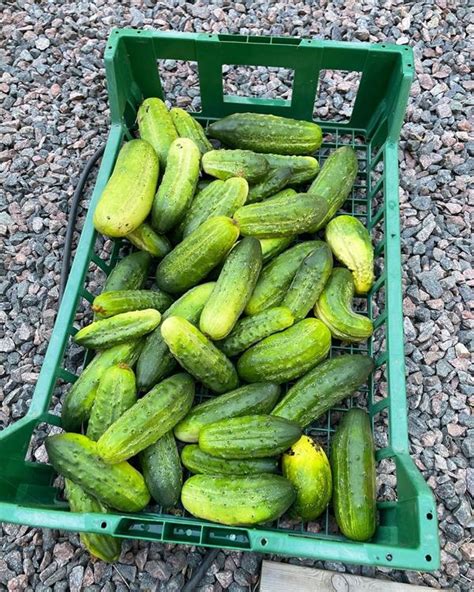 Types of Cucumbers | Slicing and Pickling Cucumber Types