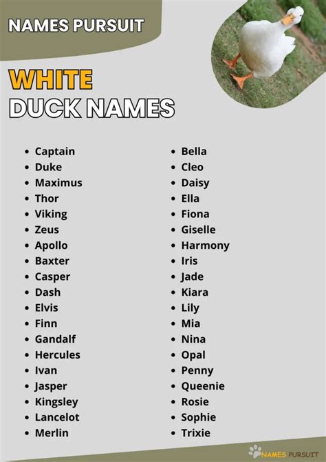 400+ White Duck Names - Find the Perfect Fit!