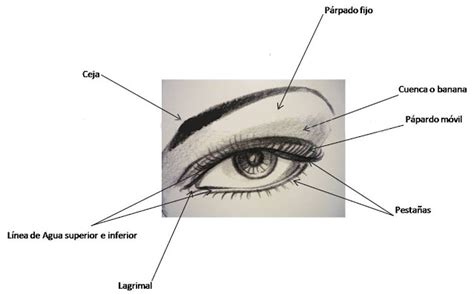 Curso De Maquillaje Leccion 1 Partes Del Ojo