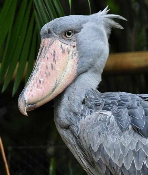 Burung Endemik Afrika Timur Ini Menjadi Salah Satu Spesies Burung