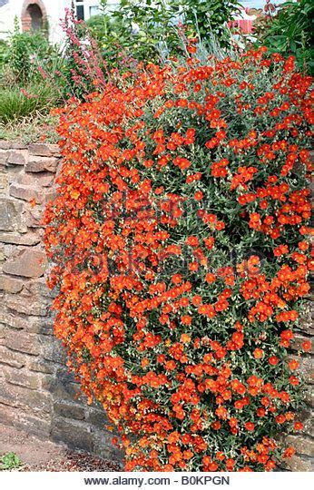 Front Ground Cover Along Path Helianthemum Henfield Brilliant Rock Rose