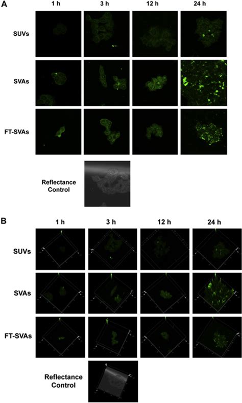 Confocal Laser Scanning Micrographs Panel A And Relative D Images