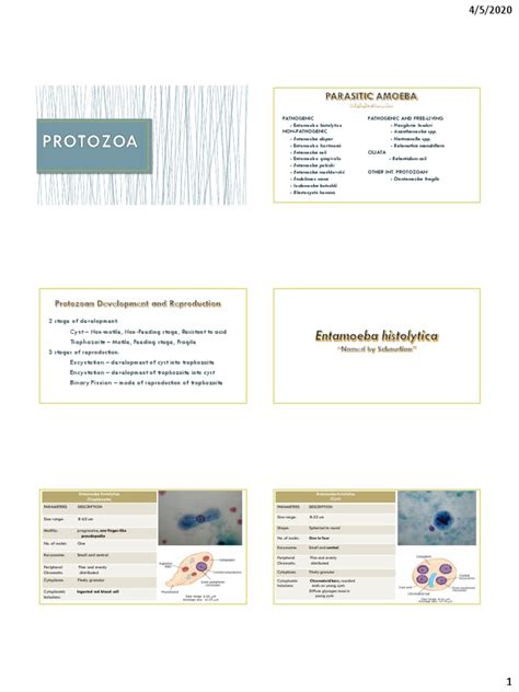 An In Depth Analysis Of Entamoeba Histolytica Pathogenesis Diagnosis Treatment And Prevention