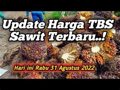 Harga Sawit Hari Ini Update Harga TBS Sawit Terbaru Info Harga