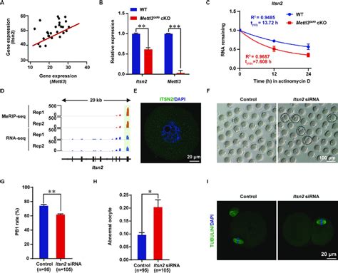 Mettl Regulates Oocyte Maturation By Targeting M A Modification On