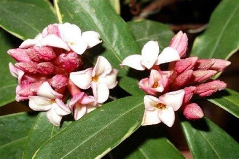 How To Remove The Heart And Leaves Of Daphne Odora In Phnom Penh The