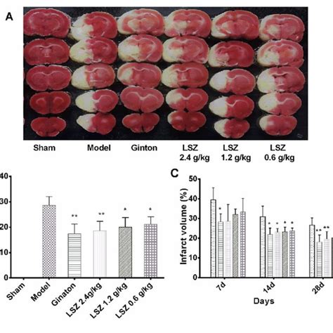 Effects Of Lszc On Brain Infarction After Mcao Surgery In Rats Note