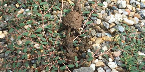 A Snapping Turtle nests in our backyard patio producing 35 hatchlings