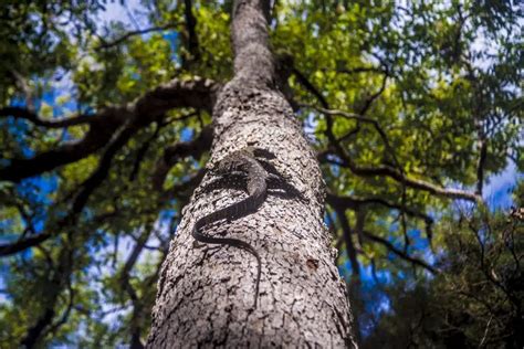 Fraser Island Wildlife Wonders: What Animals can you see on K’gari (Fraser Island)? - Drop Bear ...