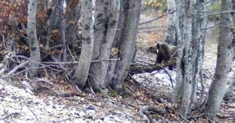 I Cuccioli Di Amarena Sono Usciti Dal Letargo Stanno Bene E Sono