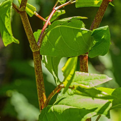 Japanese Knotweed In Nottingham Japanese Knotweed Expert