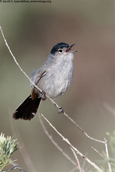 California Gnatcatcher 5