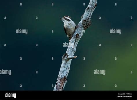 Brown capped pygmy woodpecker, Indian pygmy woodpecker, Yungipicus ...