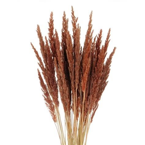 Dried Decorative Grass Brown Bunch Stems Blosmi Suszone