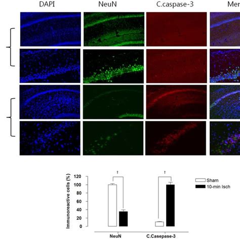 DAPI is a fluorescent stain both live and fixed cells. Merge between ...