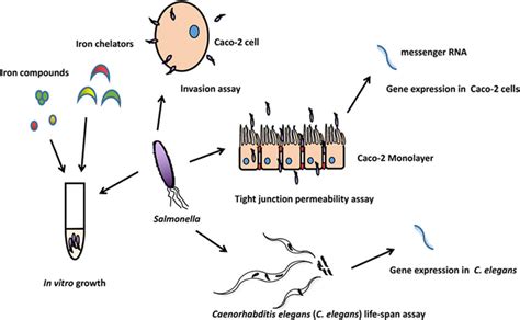 Salmonella Typhi Life Cycle Diagram