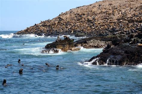 Palomino Island Peru How To Go Swimming With Sea Lions From Lima