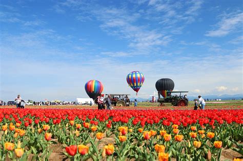 Tulip Hot Air Balloon Free Photo On Pixabay Pixabay