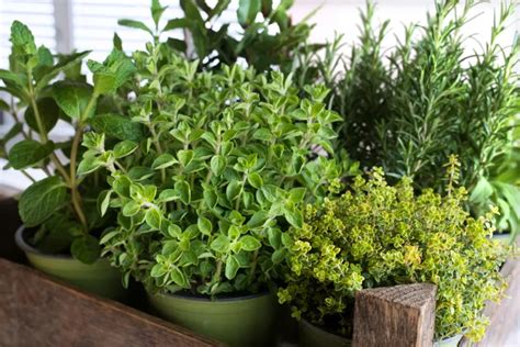 5 plantas aromáticas que no pueden faltar en tu jardín Garden