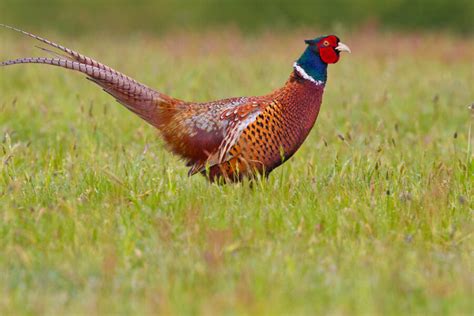 Fasan Phasianus Colchicus Steckbrief Infos Beschreibung Fotos