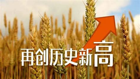 国家统计局：今年粮食产量再创新高，连续9年超13万亿斤