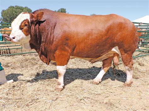 The Challenges Facing Namibia S Cattle Producers Read This Story On