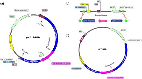 Genetic Constructs For Knockout Recombineering In Burkholderia