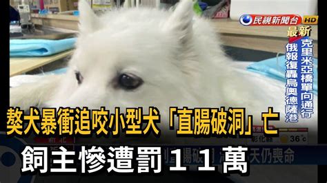 獒犬暴衝追咬小型犬「直腸破洞」亡 飼主罰11萬－民視台語新聞 Youtube