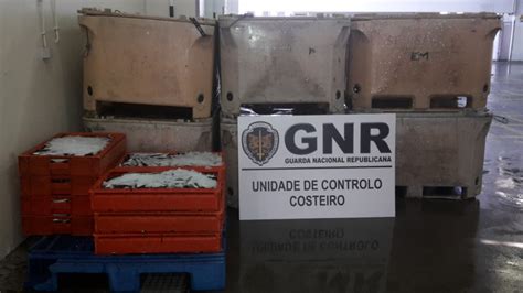 GNR Apreendeu 448 Quilos De Sardinha Na Lota De Sines Por Excesso De