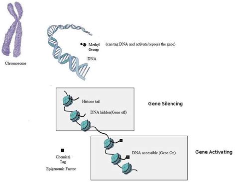 Epigenomics In Tagging Genediseases 17 Epigenomics And Cancer Studies