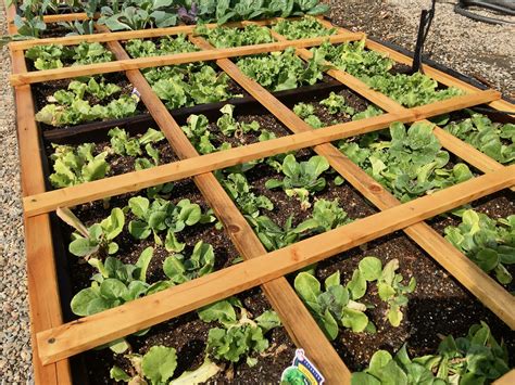 Square Foot Gardening Spacing Celery - all about hobby