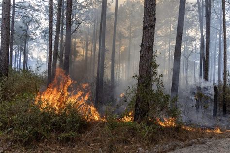 Firefighters Combat Large Brush Fire In Marion Oaks Ocala News