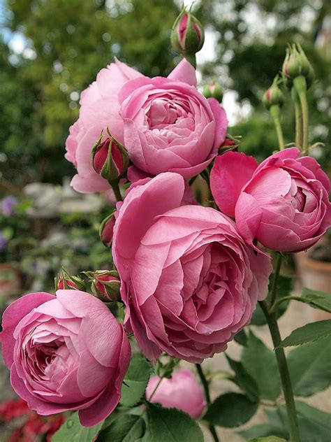 Reine Victoria Bourbon 1872 The Wonderfully Fragrant Cupped Pink