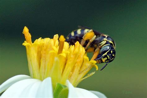 南方蘆蜂 Ceratina Cognata 澳門生態網