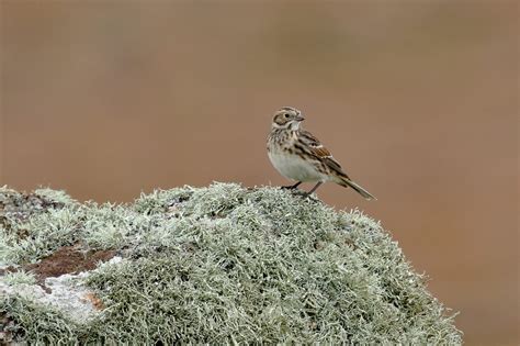 Cornwall Birdwatching Tours | Cornwall Bird watching Holidays | Book Now