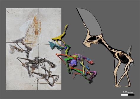 Police Raid Uncovers Fossil of Exceptional Flying Reptile From Brazil