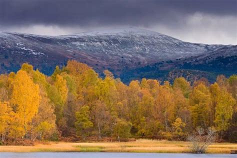 Cairngorms National Park Wildlife: A Nature Explorer's Guide - Nature ...