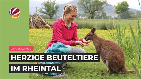 Eine Reise Durchs Rheintal Herzige Beuteltiere Und Drei Waghalsige