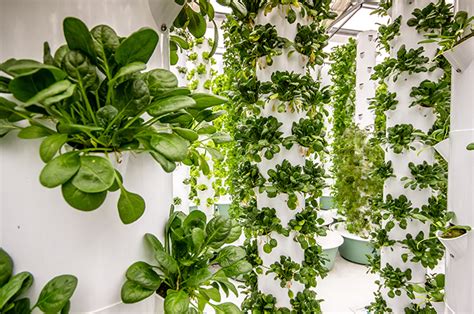 grow plants  soil plantum