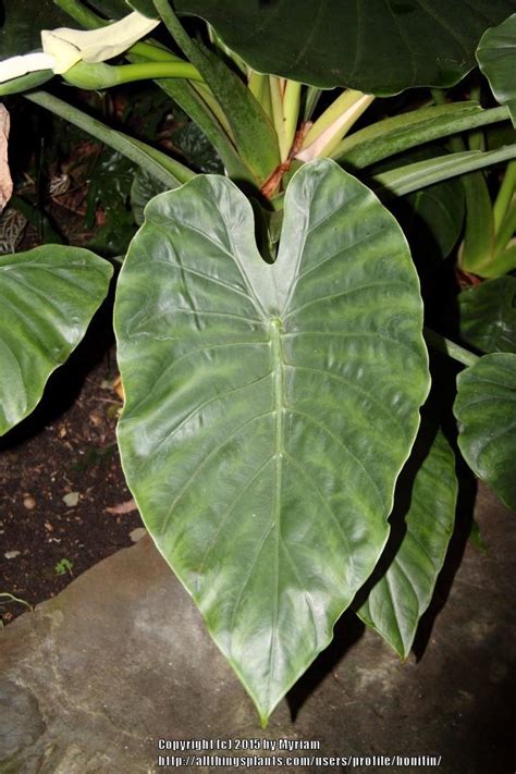 Photo Of The Leaves Of Elephant S Ear Alocasia Maroon Shield Posted