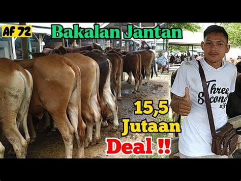 15 5 JUTA NETT UPDATE HARGA SAPI BAKALAN JANTAN HARGA SAPI HARI INI