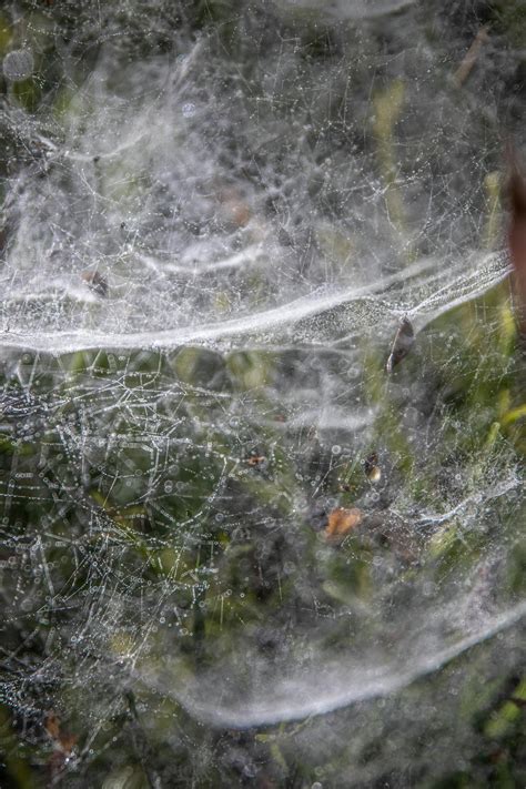 Spider Web in Close Up Photography · Free Stock Photo