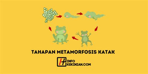 Proses Tahapan Metamorfosis Katak Serta Ciri Morfologi