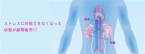 副腎疲労症候群とは｜ルークス芦屋クリニック