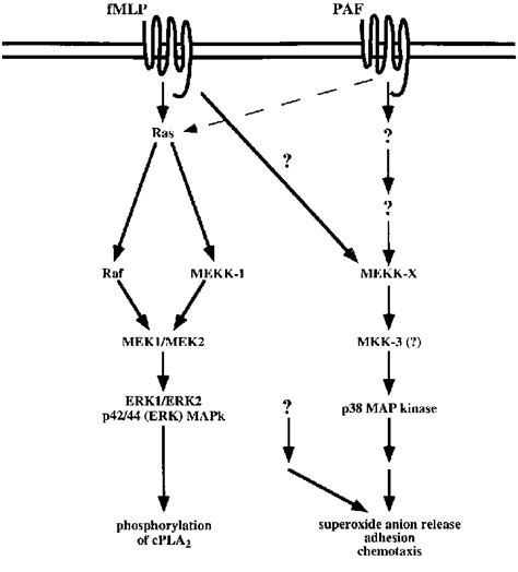 Scheme Depicting Proposed Intracellular Signaling Pathways In Response