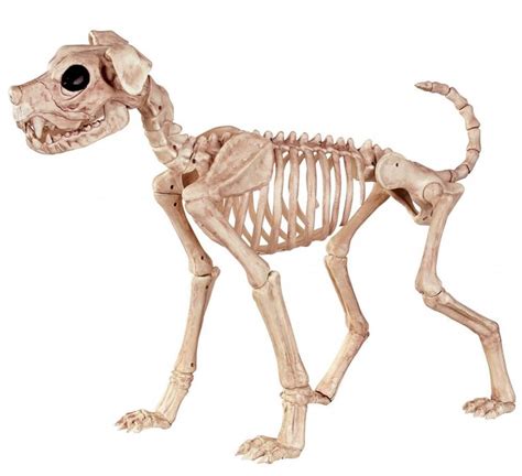 Halloweeen Club Costume Superstore. Buster the Dog Skeleton Prop