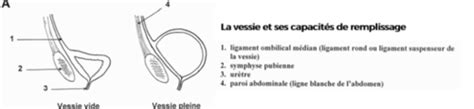 Appareil Urinaire Vessie Cartes Quizlet