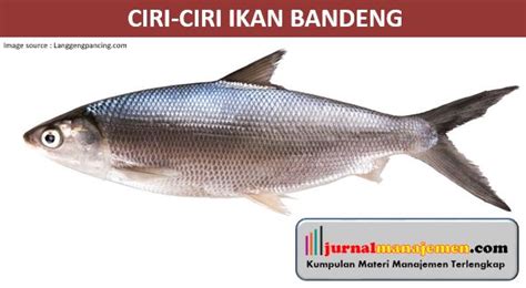 Gambar Anatomi Ikan Bandeng 49 Koleksi Gambar