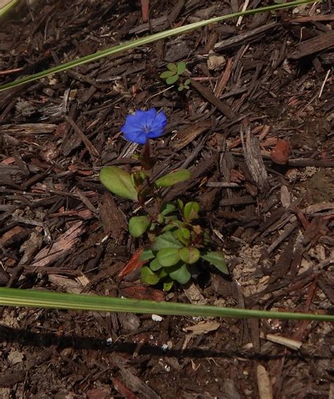 Photo of the seedling or young plant of Leadwort (Ceratostigma ...