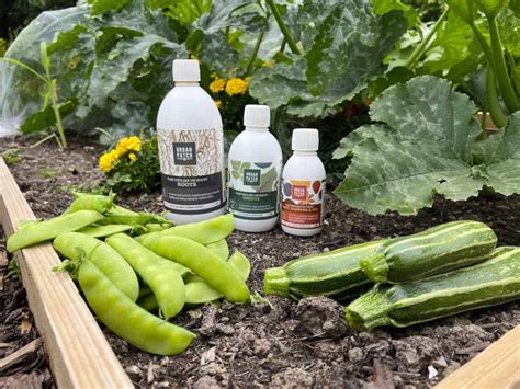 The Ultimate Guide to Courgette Companion Planting - Urban Patch